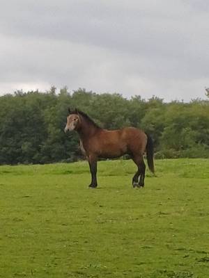 Intero new forest in vendita 2023 baio ,  rob roy du garon