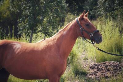 Jument 2 ans par Sir Sandro x Abanos