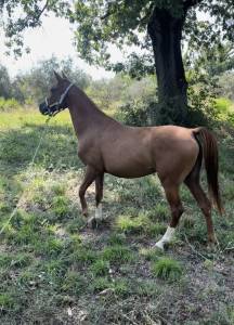 Cavalla quarab