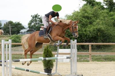 Jument 5 ans sf kama d’amaury x quality bois margot