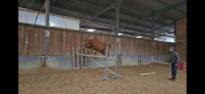 Mare French Saddle Pony For sale 2022 Liver chestnut