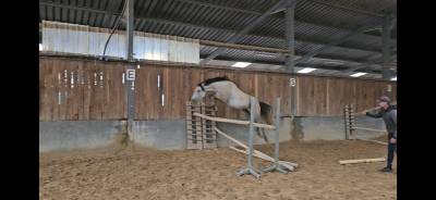 Gelding Origin Recorded For sale 2022 Grey