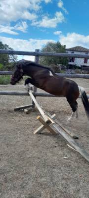 Gelding Welsh Pony (Section A) For sale 2022 Coloured