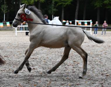 Colt Connemara For sale 2025 Buckskin