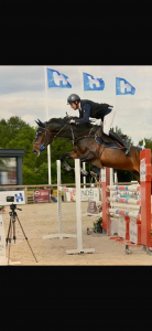Cavalla sella francese in vendita 2018 baio scuro ,  cornet obolensky