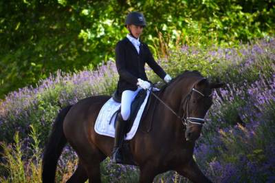 Cheval de dressage - hongre bwp