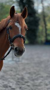 Cavalla pfs pony francese da sella in vendita 2014 sauro