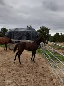 Colt French Saddle Pony For sale 2025 Dark buckskin