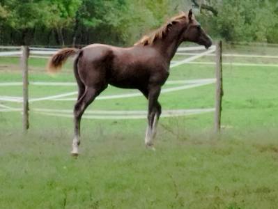 Puledra sella francese in vendita 2025 grigio ,  topinambour