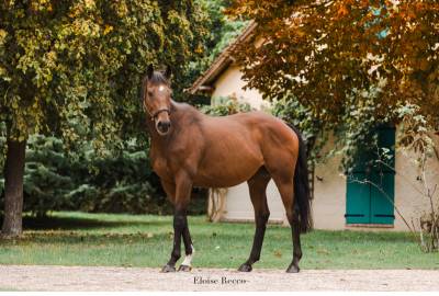 Gelding Thoroughbred For sale 2022 Bay