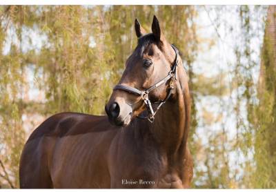 Gelding thoroughbred for sale 2018 bay