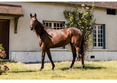Plusieurs chevaux disponibles