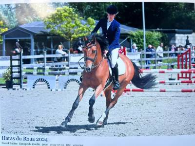 Hongre 5ans untouchable×quidam de revel