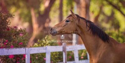 Propiedad ecuestre en venta hérault