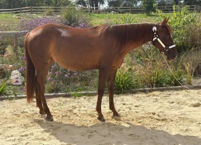 Yegua quarter horse en venta 2023 alazán tostado por lil joe cash