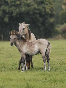 Jument Konik