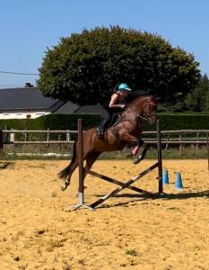 Mare French Saddle Pony For sale 2018 Bay