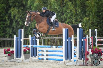 Yegua silla francés en venta 2012 bayo por damiro b