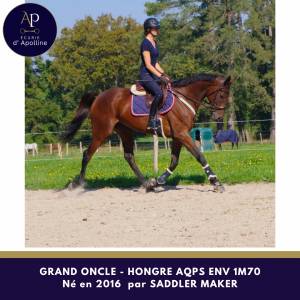 Hongre aqps 1m70 env top cheval
