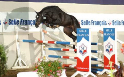 QUI VOILA DE L'ILLON - Selle Français 2004 by DAMIRO B