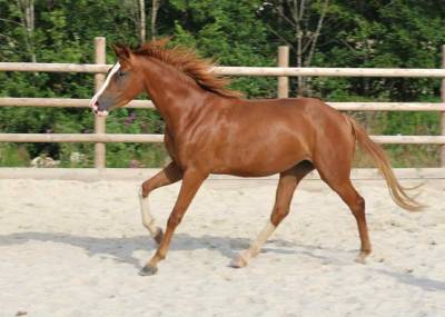 Jument 3 ans Bourbon, lignée Belissimo x Quaterback