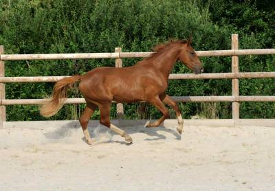 Hongre 2 ans Vidar x Cecotto’s As