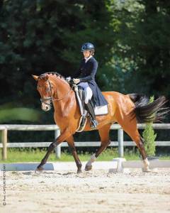 Hongre 8 ans PSG Soliman de Hus x Florestan