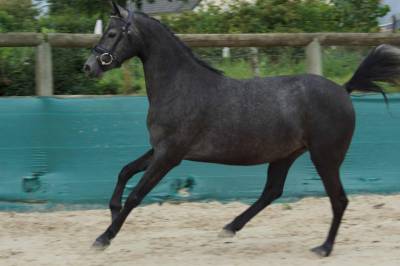 Cavalla welsh part bred in vendita 2022 grigio ,  rm most beautiful boy