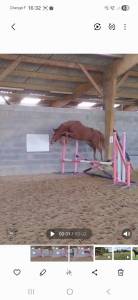 Cavalla zangersheide in vendita 2023 sauro ,  el pintador dieu d'arras