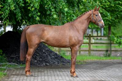 Cavalla zangersheide in vendita 2019 sauro ,  high big andi k