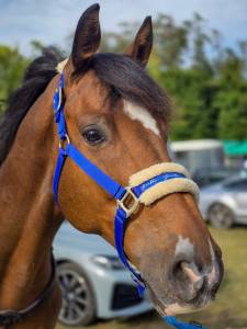 A vendre hongre 10 ans polyvalent