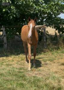 Gelding oldenburg for sale 2024 chesnut