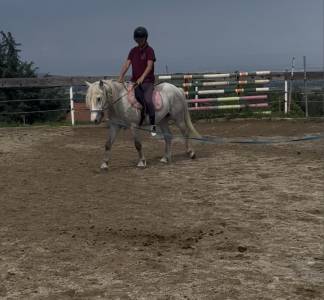 Gelding Other Pony Breed For sale 2022 Grey