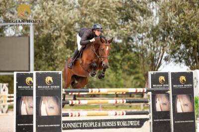 Yegua BWP Caballo de Sangre Belga En venta 2019 Bayo