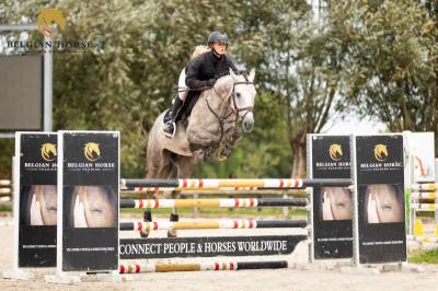 Hongre  • 5 ans • Z • Bamako de Muze x Corrado I