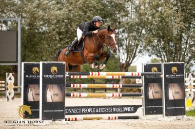 Hongre • 7 ans • - • button sitte x toulon
