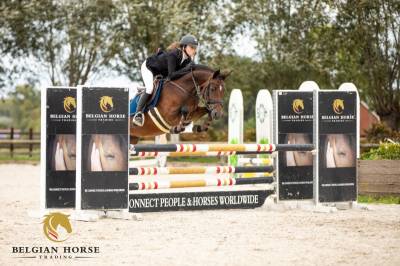 Cavalla pony da sella belgio in vendita 2019 baio