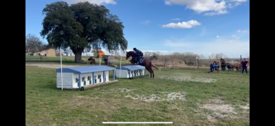 Mare Welsh Pony (Section D), Welsh Cob For entrust 2020 Bay