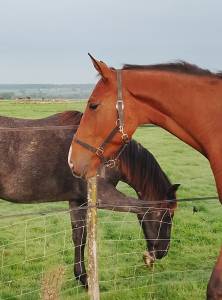 Caballo castrado silla francés en venta 2022 bayo por baladin de flobecq