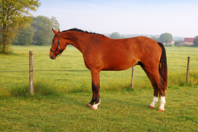 Caballo castrado silla francés en venta 2022 bayo por baladin de flobecq