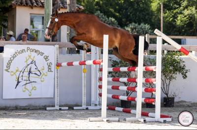 Gelding French Saddle Pony For sale 2022 Bay