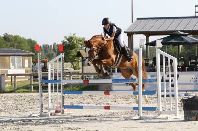 Poney rare à la vente