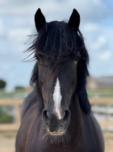 Jument irish cob 