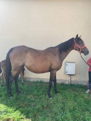 Broodmare thoroughbred for sale 2011 bay