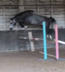 Gelding kwpn dutch warmblood for sale 2022 grey