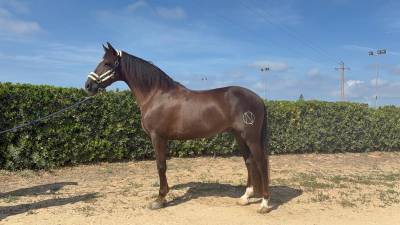 Caballo pre en venta