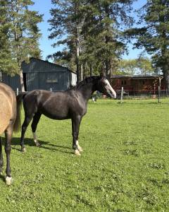 Gelding Welsh Part Bred For sale 2023 Grey