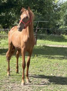 Poulain pure race espagnole  pp robe alezane 17 mois