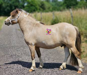 Entire Shetland Pony For sale 2020 Coloured