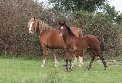 Puledra welsh poney (sezione d), welsh cob  in vendita 2025 baio ,  jon snow dragwyddol